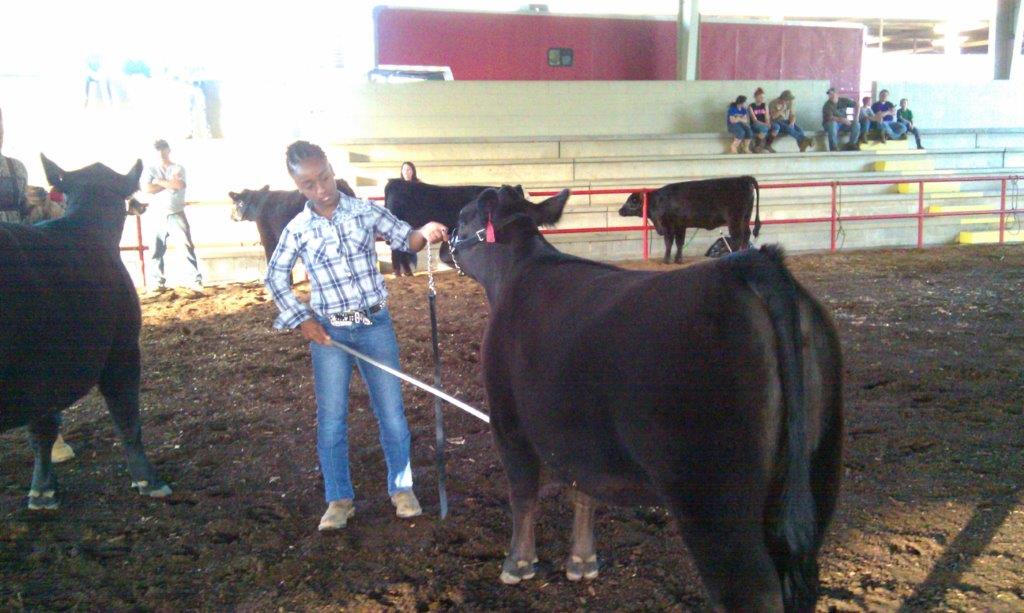 Farmer and cow and show
